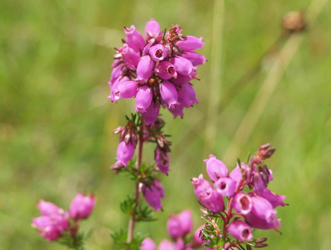 Heather, Bell flower